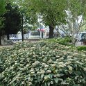 Viburnum davidii